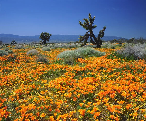 USA; California; California Poppies and the Joshua Trees in Antelope Valley