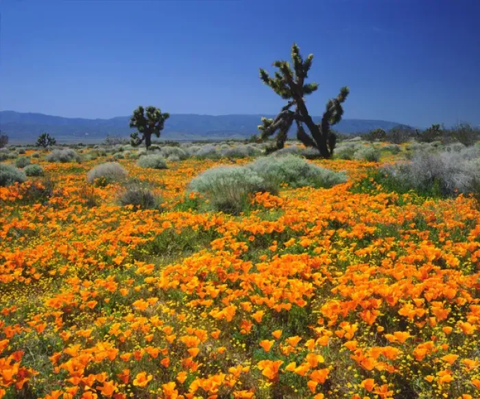 Framed Print : USA; California; California Poppies and the Joshua Trees in Antelope Valley Framed Print : USA; California; California Poppies and the Joshua Trees in Antelope Valley