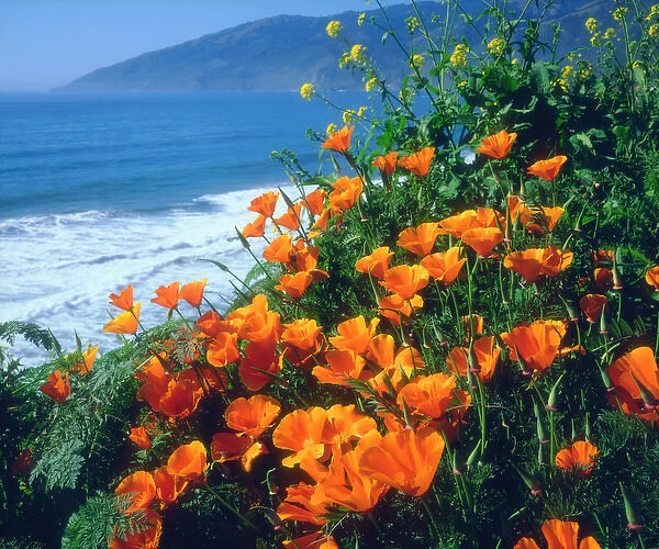 USA; California; California Poppies along the Pacific Coast near Big Sur