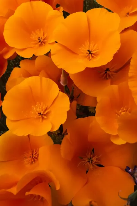 Framed Print : USA, California. California Poppy detail, Antelope Valley, California Poppy Reserve