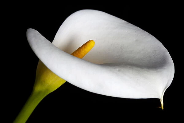 USA, California. Calla lily close-up
