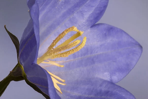 USA, California. Campanella flower detail