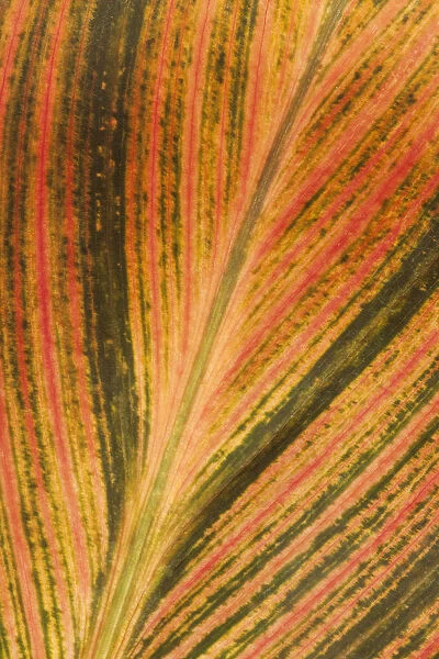 USA, California. Detail of canna plant leaf
