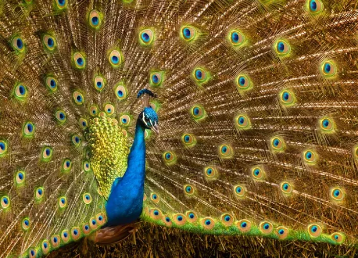 Framed Print : USA, California, Carlsbad, Leo Carrillo Ranch, Peacock in spring Framed Print : USA, California, Carlsbad, Leo Carrillo Ranch, Peacock in spring
