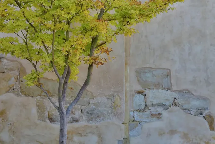 Framed Print : USA, California, Carmel. Inside the grounds at the Carmel Mission Basilica Museum tree in fall color against stucco wall