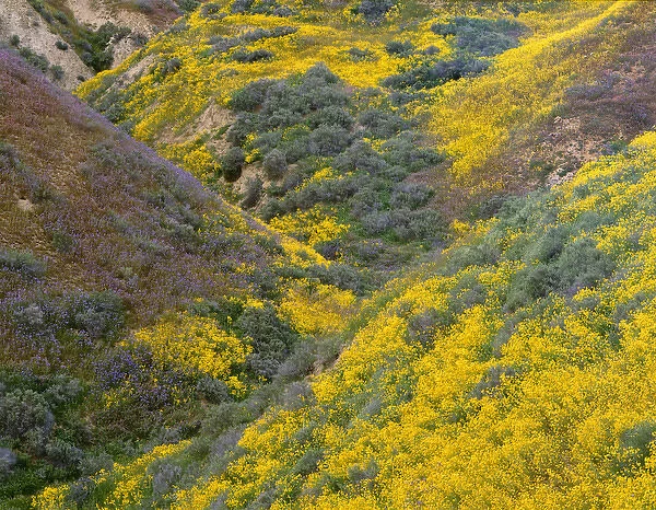 USA, California, Carrizo Plain National Monument, Lanceleaf monolopia and tansyleaf