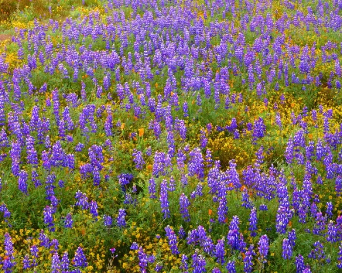 Framed Print : USA, California, Carrizo Plain National Monument, Dense spring bloom of Douglas lupine Framed Print : USA, California, Carrizo Plain National Monument, Dense spring bloom of Douglas lupine