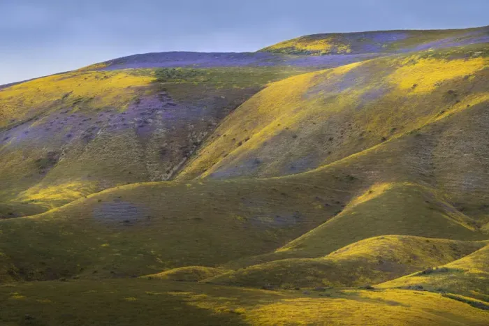 Framed Print : USA, California, Carrizo Plain National Monument. Purple patches of lacy phacelia