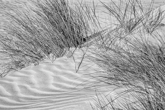Framed Print : USA, California, Central Coast, Oceano, Dune grass at Pismo State Beach Dune Preserve Framed Print : USA, California, Central Coast, Oceano, Dune grass at Pismo State Beach Dune Preserve