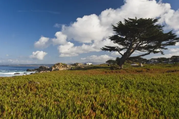 Framed Print : USA, California, Central Coast, Monterey Peninsula, Pacific Grove coastline Framed Print : USA, California, Central Coast, Monterey Peninsula, Pacific Grove coastline