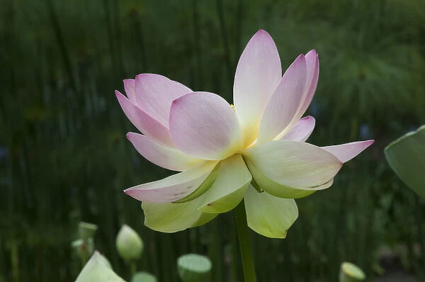 USA: California, Central Coast, Santa Barbara, lotus bloom