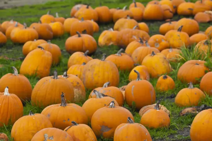 Framed Print : USA, California, Central Coast, Swanton, pumpkins Framed Print : USA, California, Central Coast, Swanton, pumpkins