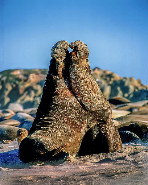 USA, California, Channel Islands National Park. Male elephant seals on San Miguel Island fight for mating rights