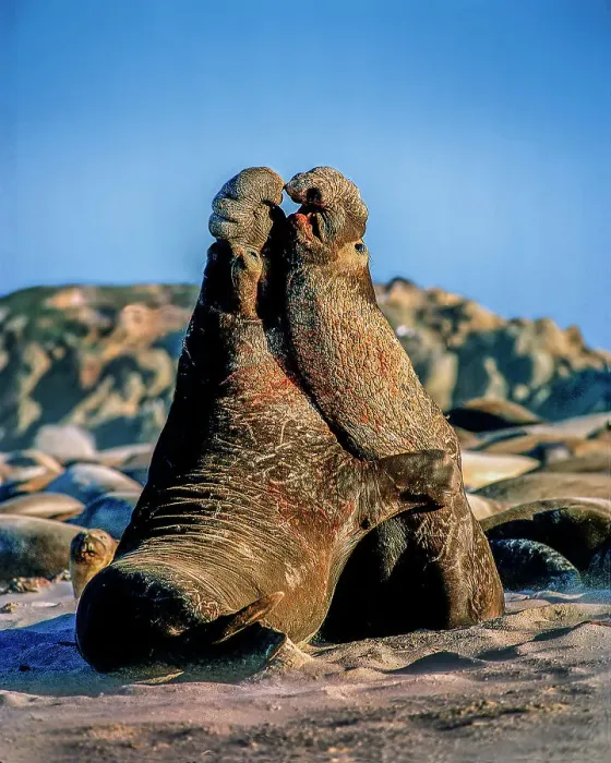 Framed Print : USA, California, Channel Islands National Park. Male elephant seals on San Miguel Island fight for mating rights Framed Print : USA, California, Channel Islands National Park. Male elephant seals on San Miguel Island fight for mating rights