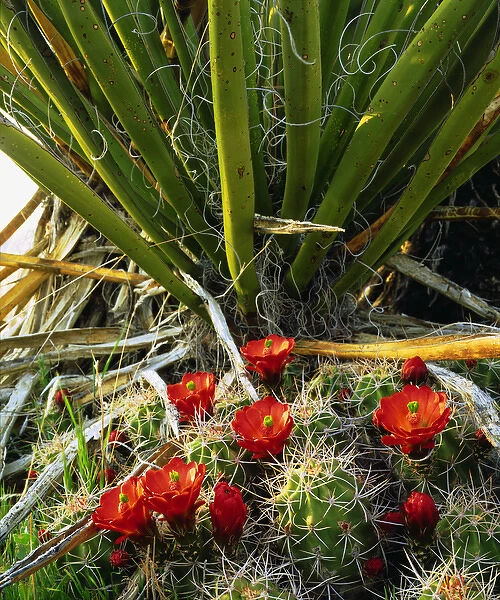 USA; California; Claret Cup Cactus Wildflowers in Joshua Tree National Park