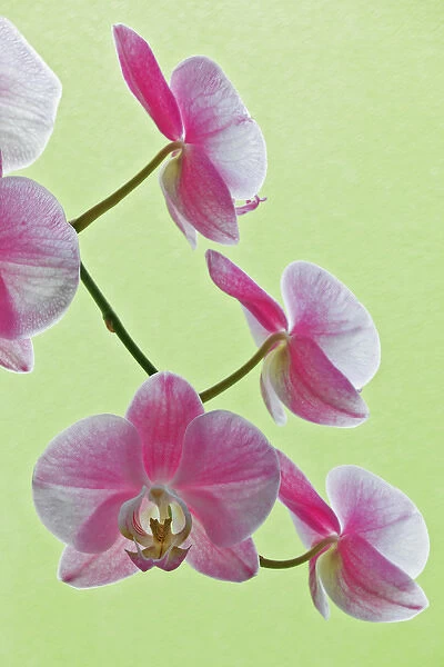 USA, California. Close-up of blooming orchids