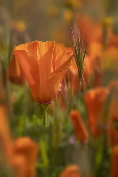 USA, California. Close-up of California poppy. Credit as