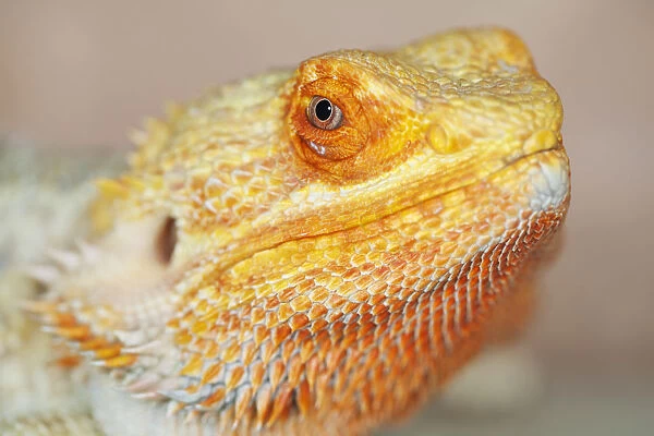 USA, California. Close-up of captive bearded dragon
