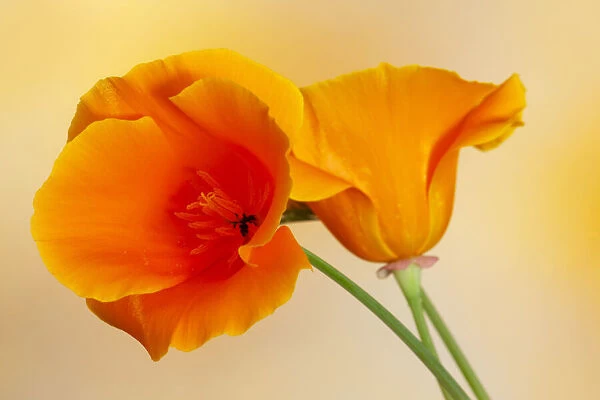 USA, California. Close-up of orange poppy