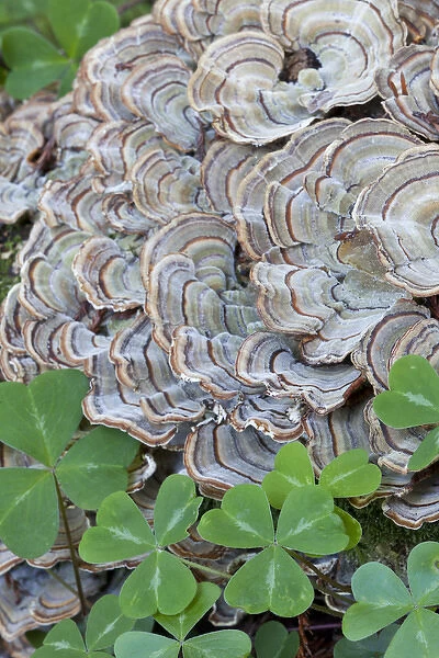 USA, California. Close-up of oxalis leaves and fungus in Samuel P. Taylor State Park