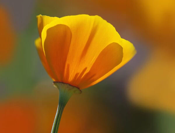 USA, California. Close-up of poppy flower