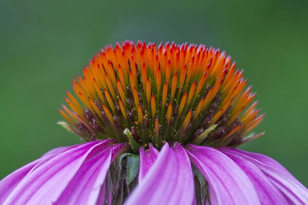USA, California. Close-up of purple coneflower