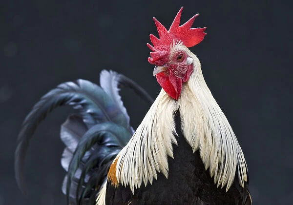 USA, California. Close-up of rooster. Credit as: Dennis Flaherty  /  Jaynes Gallery  /  DanitaDelimont