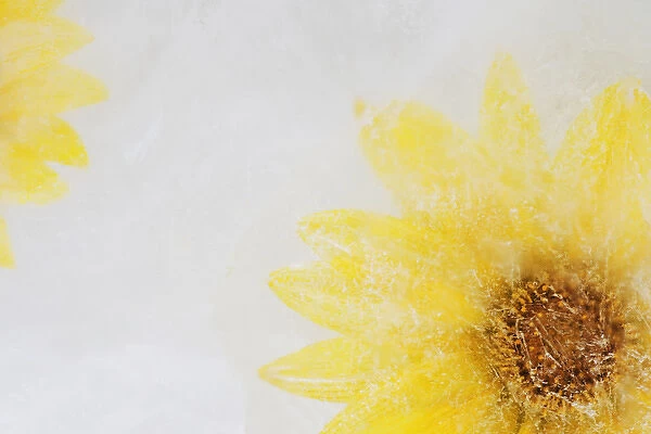 USA, California. Close-up of sunflower frozen in ice
