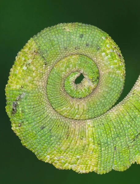 USA, California. Close-up of tail of Jacksons chameleon