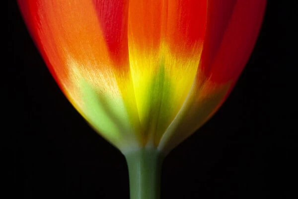 USA, California. Close-up of tulip flower