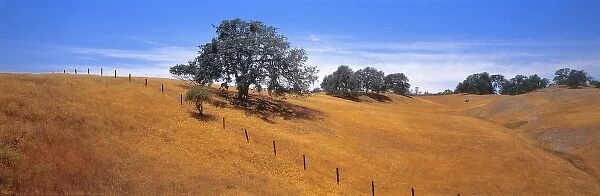 USA, California, Coast Range. Live oaks adorn the Coast Range in California