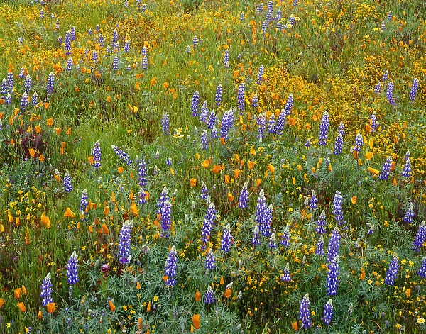USA, California, Coast Range Mountains, Lush spring bloom of Douglas lupine, goldfields