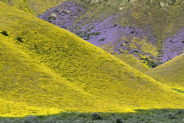USA, California. Common Hillside Daisy and phacelia, Carrizo Plain National Monument