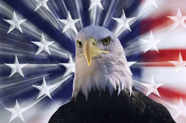 USA, California. Composite of bald eagle and American flag