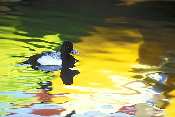 USA, California, Coronado. Lesser scaup drake in colorful water reflections. Credit as