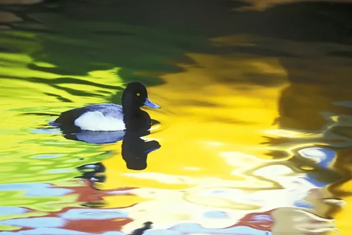 Framed Print : USA, California, Coronado. Lesser scaup drake in colorful water reflections. Credit as