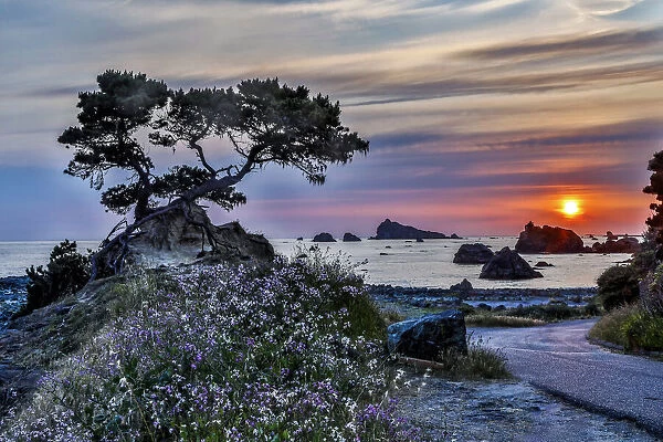 USA, California, Crescent City, Monterey Cypress