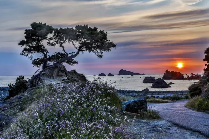 Framed Print : USA, California, Crescent City, Monterey Cypress
