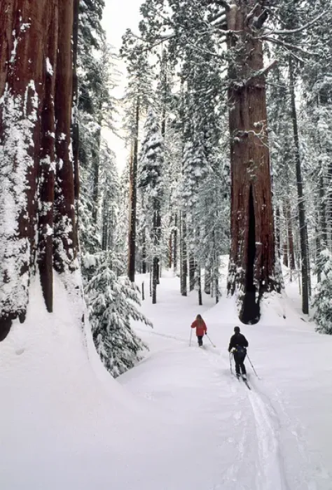 Framed Print : USA, California, Cross Country Skiing, Winter, Sequoia and Kings Canyon National Park Framed Print : USA, California, Cross Country Skiing, Winter, Sequoia and Kings Canyon National Park