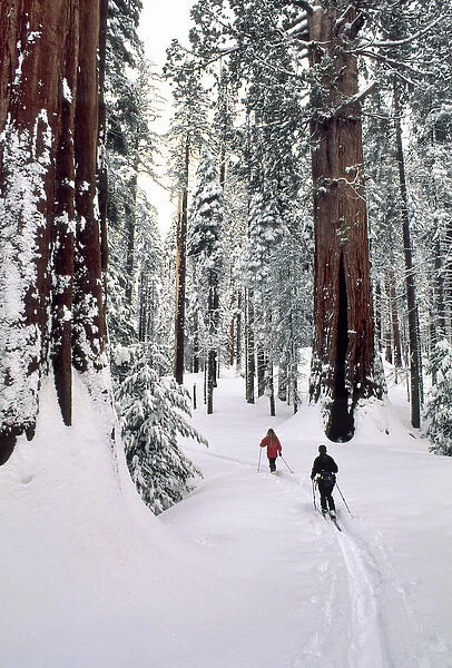 USA, California, Cross Country Skiing, Winter, Sequoia and Kings Canyon National Park