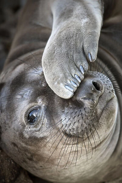 Usa, California. A curious elephant seal pup goes eye to the eye with the photographer next to the Lifeboat Station at Point Reyes
