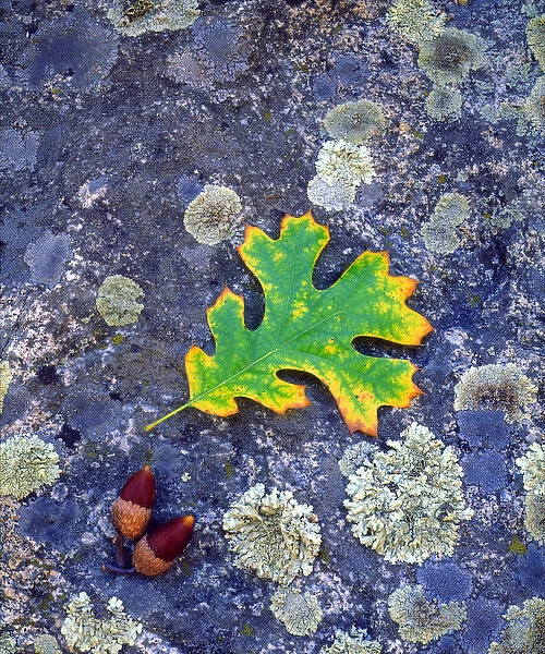 USA, California, Cuyamac Rancho State Park, Oak Leaf and Acorns on a Lichen covered rock