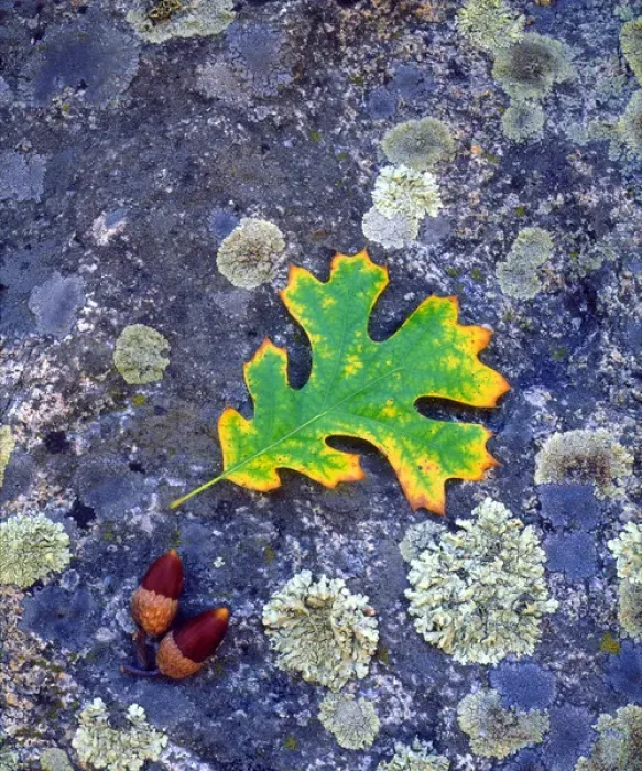 Framed Print : USA, California, Cuyamac Rancho State Park, Oak Leaf and Acorns on a Lichen covered rock