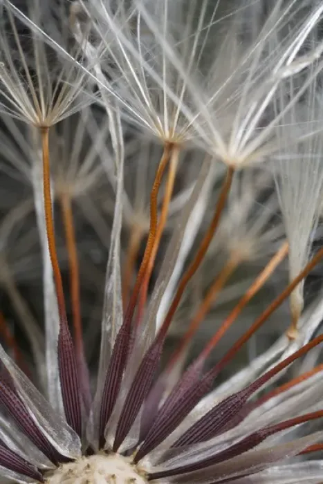 Framed Print : USA, California. Dandelion close-up. Credit as: Christopher Talbot Frank / Jaynes Framed Print : USA, California. Dandelion close-up. Credit as: Christopher Talbot Frank / Jaynes
