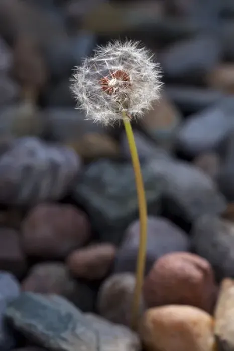 Framed Print : USA, California Dandelion and river rock Framed Print : USA, California Dandelion and river rock