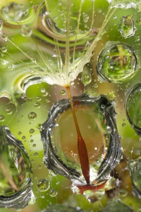 Framed Print : USA, California. Dandelion and water droplets
