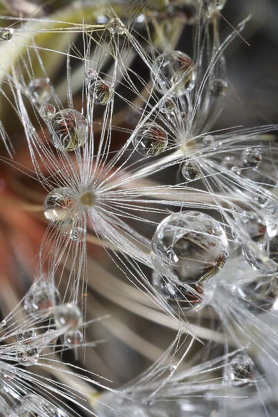 USA, California. Dandelions and water droplets