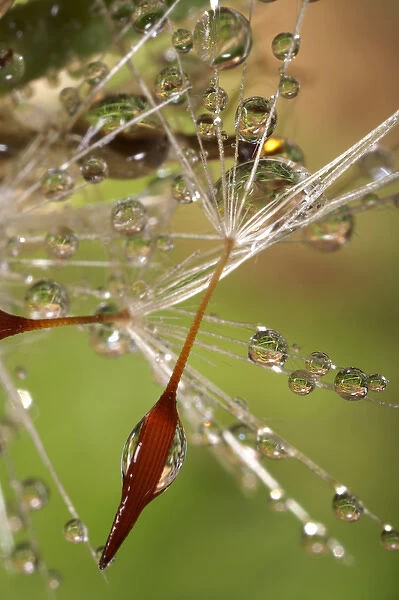 USA, California. Dandelions and water droplets