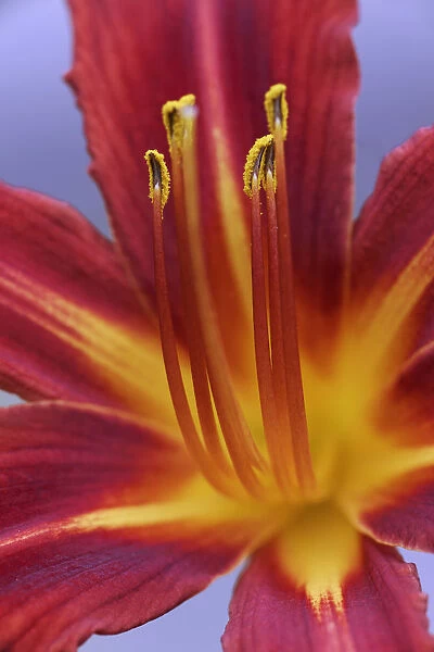 USA, California. Day lily close-up. Credit as: Dennis Flaherty  /  Jaynes Gallery  /  DanitaDelimont