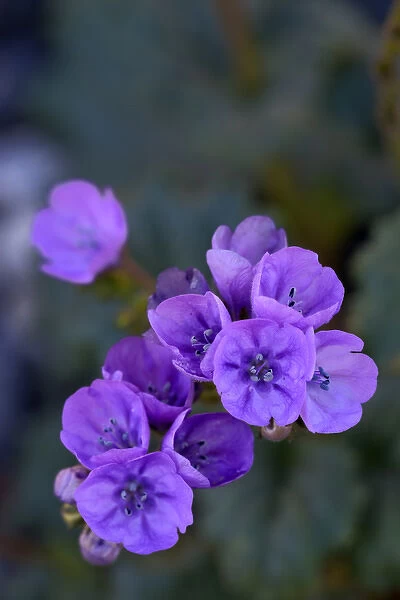 USA, California, Death Valley, Deep purple Notchleaf Phacelia wildflower